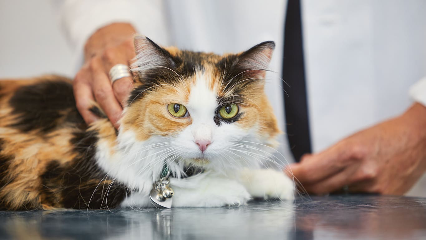 Treat ringworm in shop cats over the counter